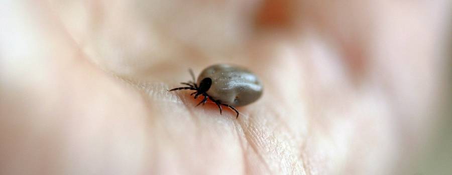 The Best Way to Remove A Tick